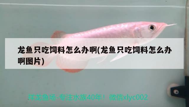 龍魚只吃飼料怎么辦啊(龍魚只吃飼料怎么辦啊圖片)