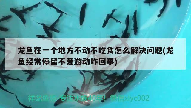 龍魚在一個(gè)地方不動(dòng)不吃食怎么解決問題(龍魚經(jīng)常停留不愛游動(dòng)咋回事) 黃金河虎魚