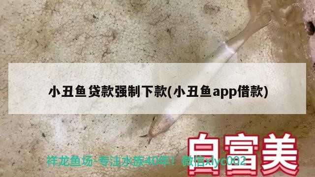 小丑魚貸款強制下款(小丑魚app借款)