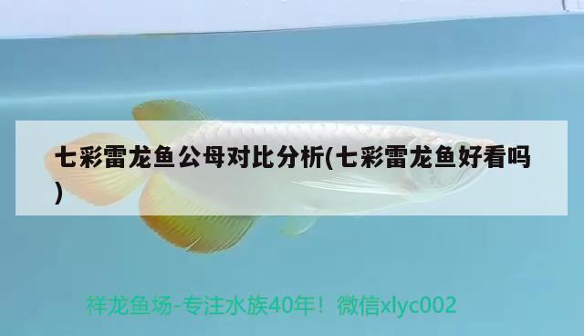 七彩雷龍魚公母對比分析(七彩雷龍魚好看嗎) 鸚鵡魚