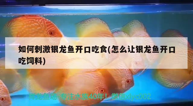 如何刺激銀龍魚開口吃食(怎么讓銀龍魚開口吃飼料)