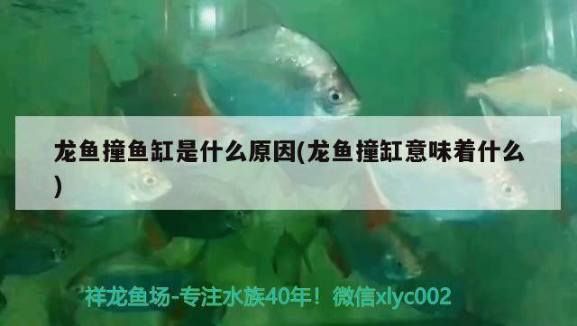 龍魚撞魚缸是什么原因(龍魚撞缸意味著什么)