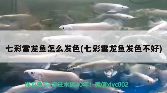 七彩雷龍魚怎么發(fā)色(七彩雷龍魚發(fā)色不好)