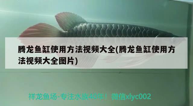 騰龍魚(yú)缸使用方法視頻大全(騰龍魚(yú)缸使用方法視頻大全圖片)