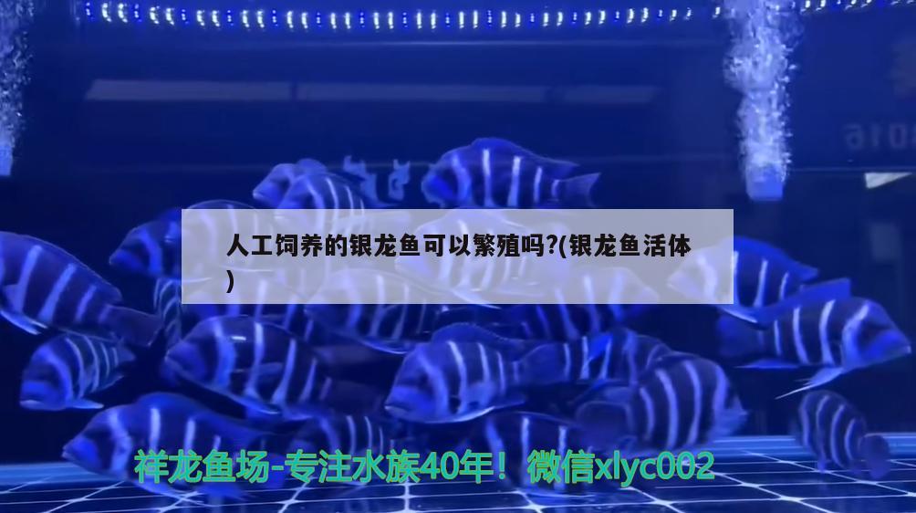 人工飼養(yǎng)的銀龍魚可以繁殖嗎?(銀龍魚活體) 銀龍魚百科