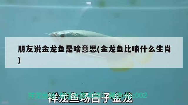 朋友說金龍魚是啥意思(金龍魚比喻什么生肖) 肥料