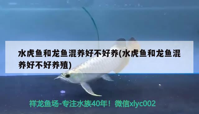 水虎魚和龍魚混養(yǎng)好不好養(yǎng)(水虎魚和龍魚混養(yǎng)好不好養(yǎng)殖)