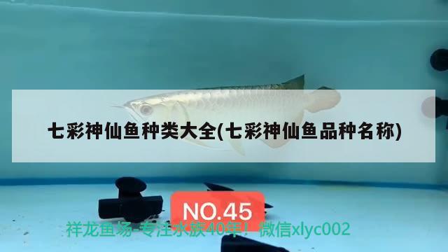 七彩神仙魚種類大全(七彩神仙魚品種名稱) 七彩神仙魚