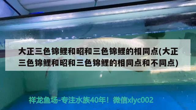 大正三色錦鯉和昭和三色錦鯉的相同點(大正三色錦鯉和昭和三色錦鯉的相同點和不同點)