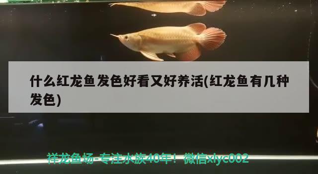 什么紅龍魚發(fā)色好看又好養(yǎng)活(紅龍魚有幾種發(fā)色) 白子關(guān)刀魚苗