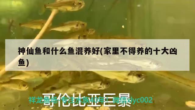 神仙魚和什么魚混養(yǎng)好(家里不得養(yǎng)的十大兇魚) 觀賞魚