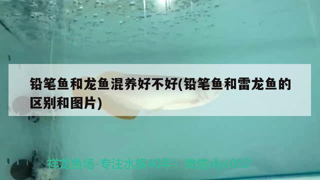 鉛筆魚和龍魚混養(yǎng)好不好(鉛筆魚和雷龍魚的區(qū)別和圖片) B級過背金龍魚