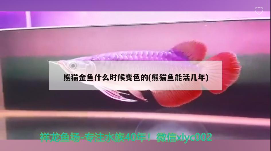 熊貓金魚什么時候變色的(熊貓魚能活幾年)