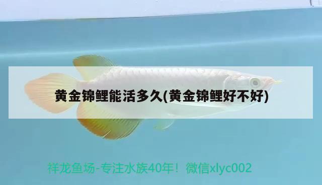 黃金錦鯉能活多久(黃金錦鯉好不好) 觀賞魚(yú)