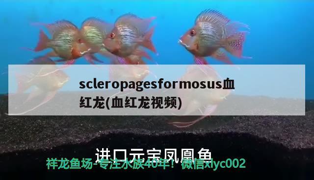 scleropagesformosus血紅龍(血紅龍視頻) 觀賞魚