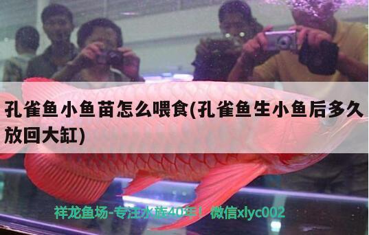 孔雀魚小魚苗怎么喂食(孔雀魚生小魚后多久放回大缸)