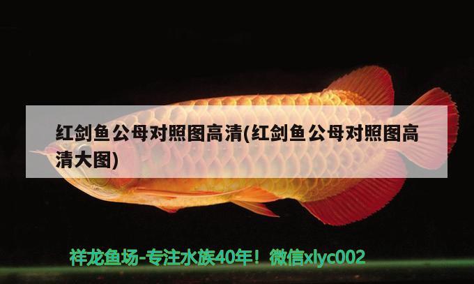 紅劍魚(yú)公母對(duì)照?qǐng)D高清(紅劍魚(yú)公母對(duì)照?qǐng)D高清大圖)