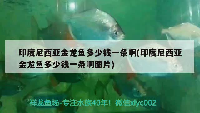 印度尼西亞金龍魚多少錢一條啊(印度尼西亞金龍魚多少錢一條啊圖片)