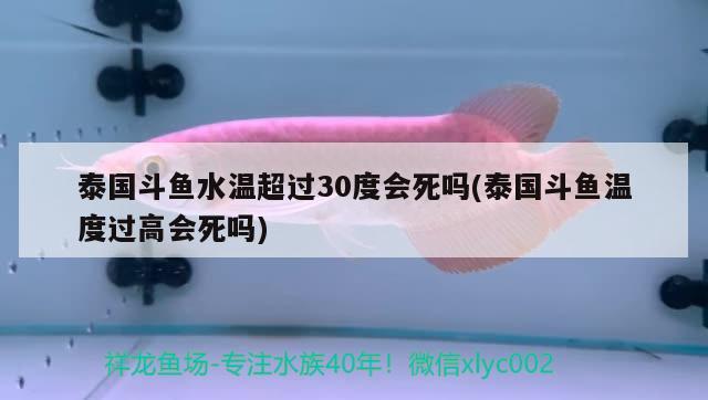 泰國(guó)斗魚水溫超過30度會(huì)死嗎(泰國(guó)斗魚溫度過高會(huì)死嗎) 泰國(guó)斗魚