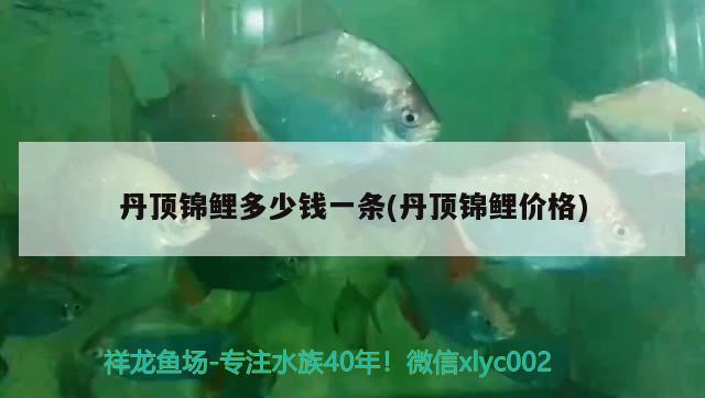 丹頂錦鯉多少錢一條(丹頂錦鯉價(jià)格) 丹頂錦鯉魚