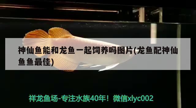 神仙魚(yú)能和龍魚(yú)一起飼養(yǎng)嗎圖片(龍魚(yú)配神仙魚(yú)魚(yú)最佳)