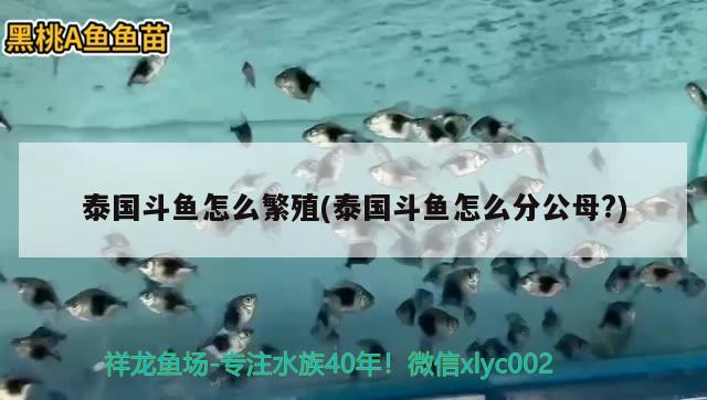 泰國斗魚怎么繁殖(泰國斗魚怎么分公母?)