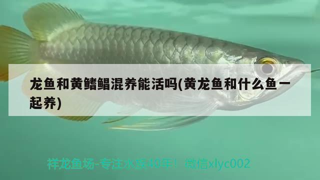 龍魚和黃鰭鯧混養(yǎng)能活嗎(黃龍魚和什么魚一起養(yǎng))