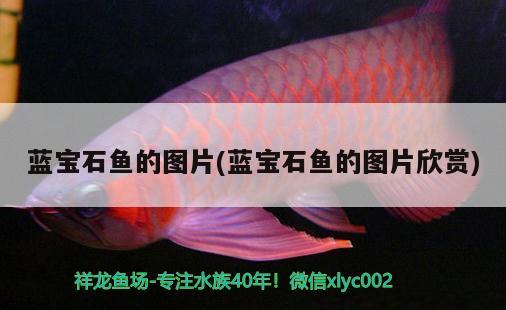 藍寶石魚的圖片(藍寶石魚的圖片欣賞)