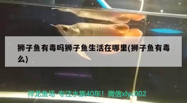 獅子魚有毒嗎獅子魚生活在哪里(獅子魚有毒么)