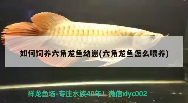 如何飼養(yǎng)六角龍魚幼崽(六角龍魚怎么喂養(yǎng))