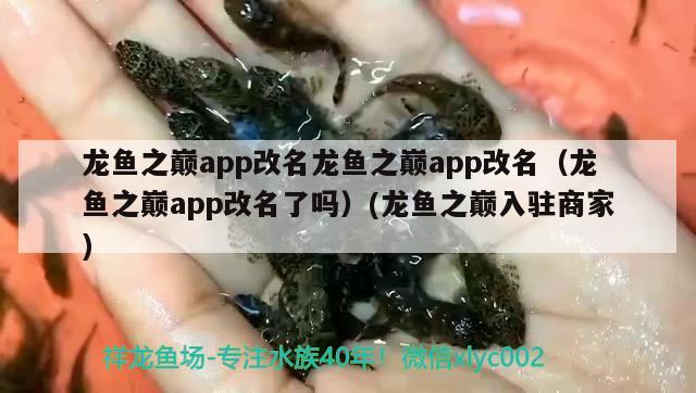 龍魚之巔app改名龍魚之巔app改名（龍魚之巔app改名了嗎）(龍魚之巔入駐商家) 麥肯斯銀版魚