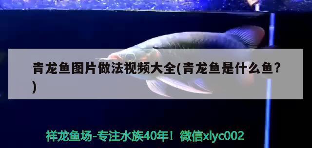 青龍魚圖片做法視頻大全(青龍魚是什么魚?)