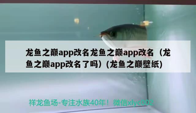 龍魚之巔app改名龍魚之巔app改名（龍魚之巔app改名了嗎）(龍魚之巔壁紙) 福滿鉆魚