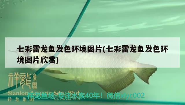 七彩雷龍魚發(fā)色環(huán)境圖片(七彩雷龍魚發(fā)色環(huán)境圖片欣賞)