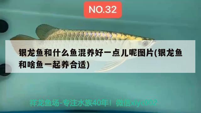 銀龍魚和什么魚混養(yǎng)好一點兒呢圖片(銀龍魚和啥魚一起養(yǎng)合適) 銀龍魚