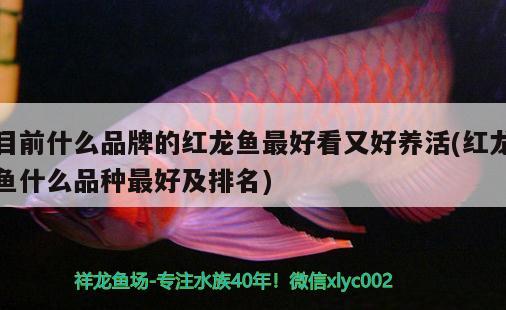 目前什么品牌的紅龍魚最好看又好養(yǎng)活(紅龍魚什么品種最好及排名)