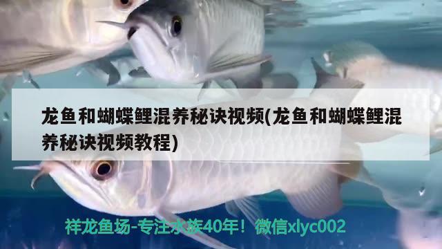 龍魚和蝴蝶鯉混養(yǎng)秘訣視頻(龍魚和蝴蝶鯉混養(yǎng)秘訣視頻教程) 蝴蝶鯉