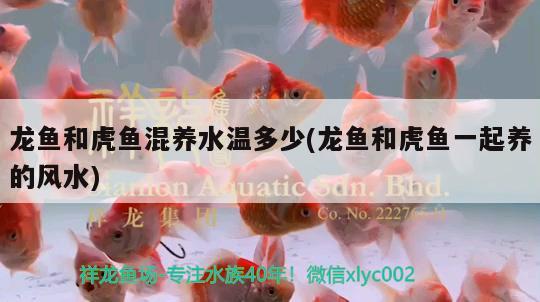 龍魚和虎魚混養(yǎng)水溫多少(龍魚和虎魚一起養(yǎng)的風水)