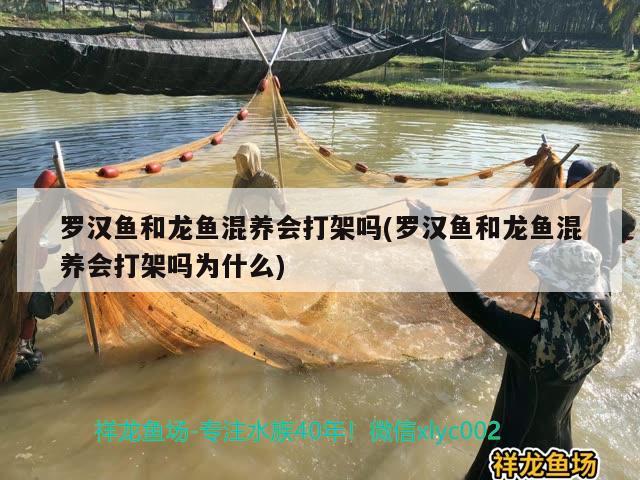 羅漢魚和龍魚混養(yǎng)會打架嗎(羅漢魚和龍魚混養(yǎng)會打架嗎為什么)