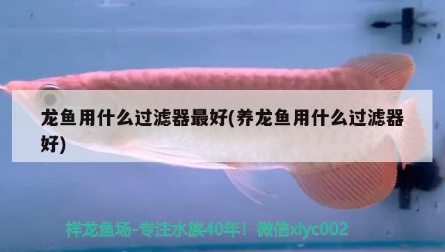 龍魚用什么過濾器最好(養(yǎng)龍魚用什么過濾器好) 黃金眼鏡蛇雷龍魚