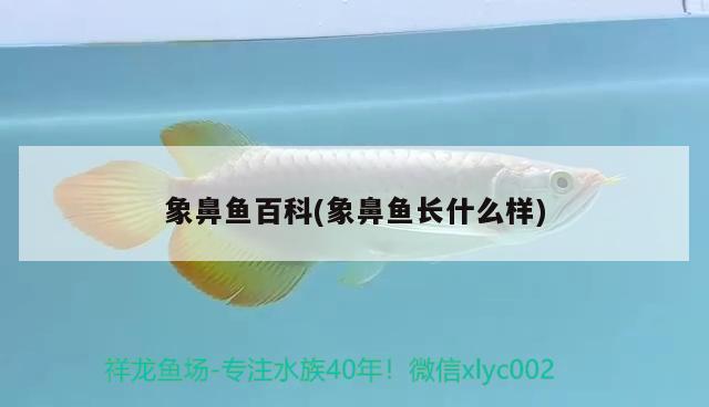 象鼻魚百科(象鼻魚長什么樣) 觀賞魚