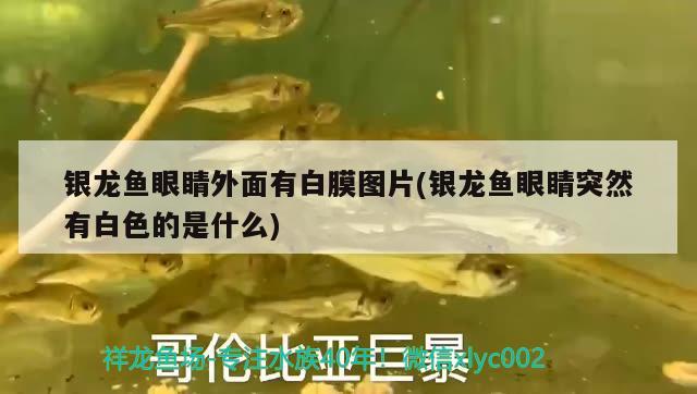 銀龍魚(yú)眼睛外面有白膜圖片(銀龍魚(yú)眼睛突然有白色的是什么)