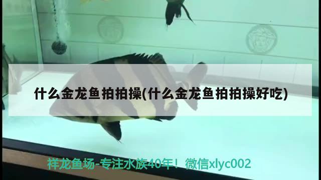 什么金龍魚拍拍操(什么金龍魚拍拍操好吃) 野生埃及神仙魚