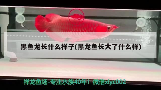 黑魚龍長什么樣子(黑龍魚長大了什么樣)