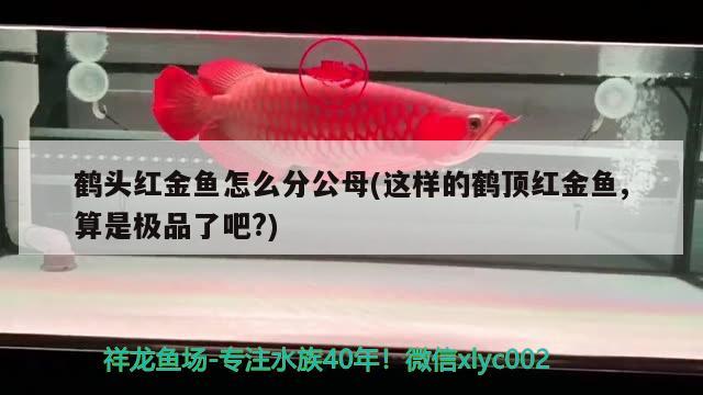 鶴頭紅金魚怎么分公母(這樣的鶴頂紅金魚,算是極品了吧?)