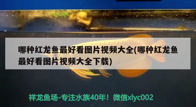 哪種紅龍魚(yú)最好看圖片視頻大全(哪種紅龍魚(yú)最好看圖片視頻大全下載)