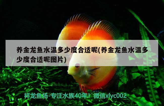 養(yǎng)金龍魚水溫多少度合適呢(養(yǎng)金龍魚水溫多少度合適呢圖片)