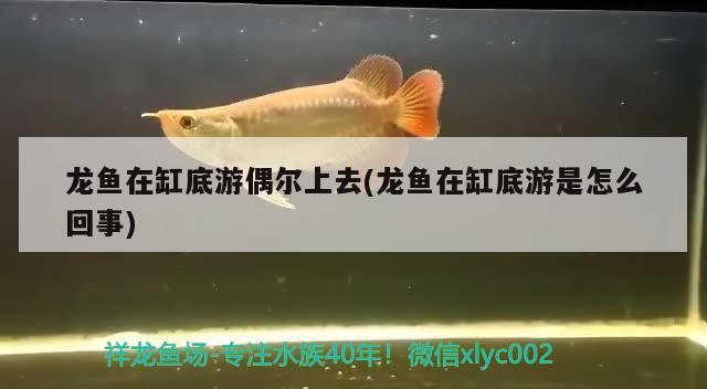 龍魚在缸底游偶爾上去(龍魚在缸底游是怎么回事)