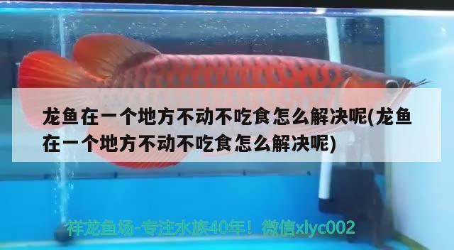 龍魚在一個地方不動不吃食怎么解決呢(龍魚在一個地方不動不吃食怎么解決呢) 元寶鳳凰魚