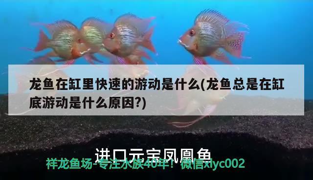 龍魚在缸里快速的游動(dòng)是什么(龍魚總是在缸底游動(dòng)是什么原因?) 非洲金鼓魚